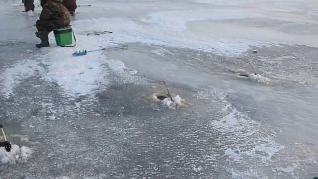 корюшка   Белое море