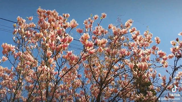 Магнолия смотреть онлайн