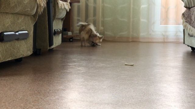 Абиссинец Монтерей и чихуахуа Дульсинея смотреть онлайн