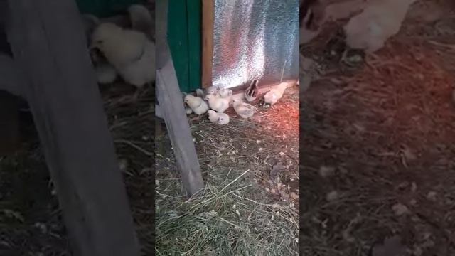 Первое содержание, цыплята бройлерные. смотреть онлайн