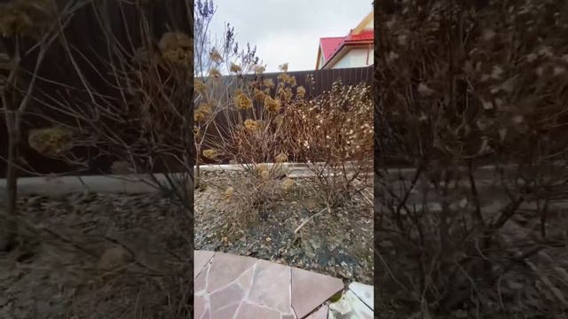 НЕОБЫЧНАЯ ОБЕЗКА МЕТЕЛЬЧАТОЙ ГОРТЕНЗИИ 🌱✂️ #гортензия #обрезка #садовник смотреть онлайн