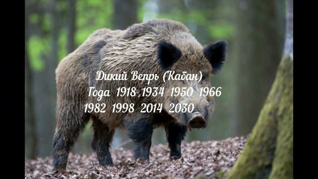 ТОТЕМНЫЙ СЛАВЯНСКИЙ ГОРОСКОП ПО ГОДАМ: УЗНАЙ СВОЕ ТОТЕМНОЕ ЖИВОТНОЕ! смотреть онлайн