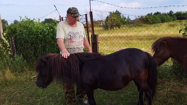 ЛОШАДИ/КОНИ ПОНИ ГАВРОШ И МЕДУНИЦА?horses смотреть онлайн