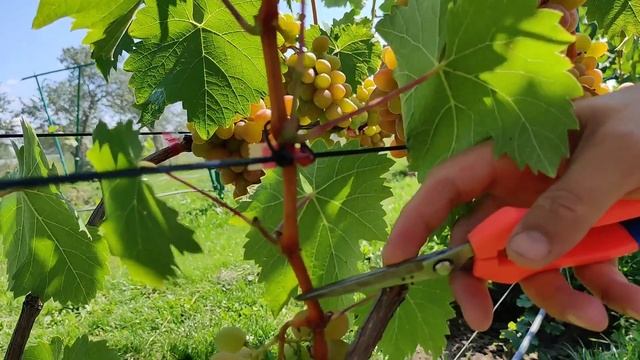 Вкуснейший виноград Аладдин!