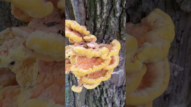 гриб - трутовик серно-желтый #грибы #весенниегрибы смотреть онлайн