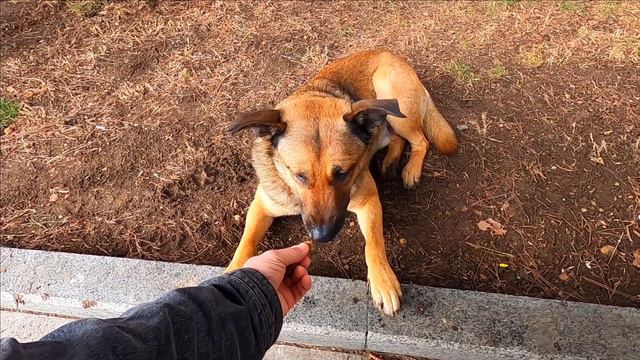 ▶️ Иду к собакам на море. Первый день весны , солнца нет .Крым / Жизнь в Ялте смотреть онлайн