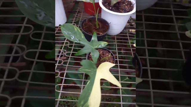 philodendron florida beauty variegata смотреть онлайн