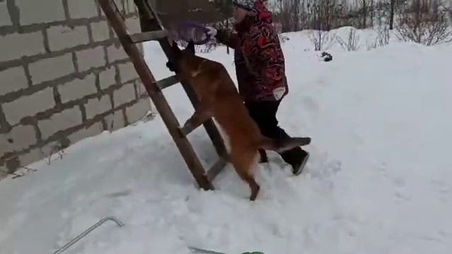 За игрушку, можем все.. Помесь ВЕО и малинуа.. смотреть онлайн