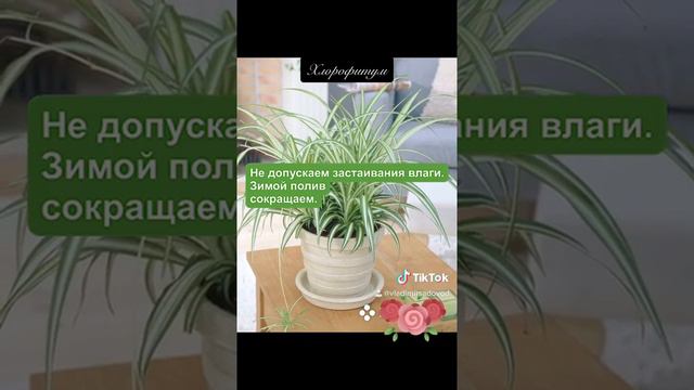 Хлорофитум смотреть онлайн