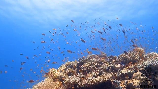Diving in hurghada 2021 смотреть онлайн