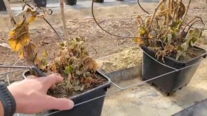 Ремонтантна малина Аврора | Огляд сорту