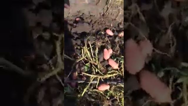 Кфх Зинченко 3 репродукция Ред Скарлетт смотреть онлайн