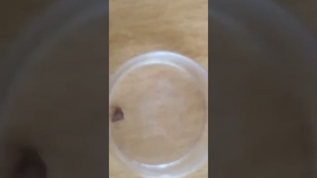 Эфирные масла против лесных клещей. смотреть онлайн