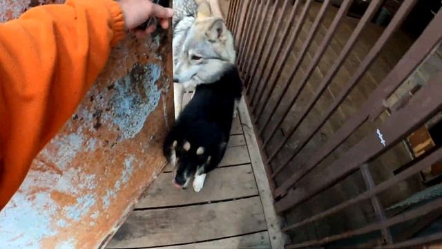 Кошкин дом, убрался во дворе!!!) Спайка и Кими у ветврача. Танюша. Питбуль/ВОлк/Дворняжка/КОт. смотреть онлайн