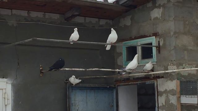 Отравление голубей от корма. 08.01.2019. смотреть онлайн