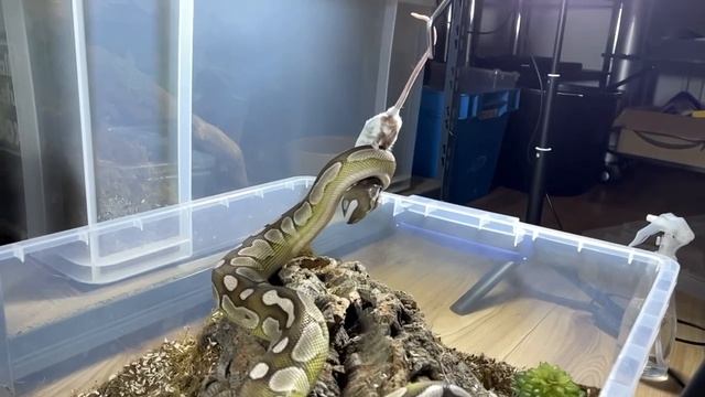 MOCHI | Royal Python | #strike #highlight III (23.10.23) смотреть онлайн