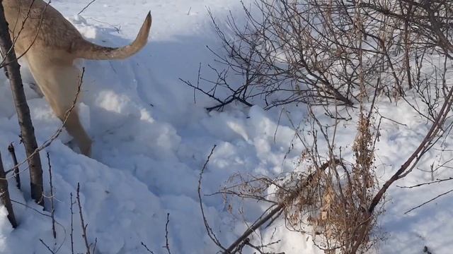 ПРЯТКИ С СОБАКОЙ ( МОЖНО ЛИ СКРЫТЬСЯ ОТ СОБАКИ?) МОЖНО ЛИ СБЕЖАТЬ ОТ СОБАКИ смотреть онлайн