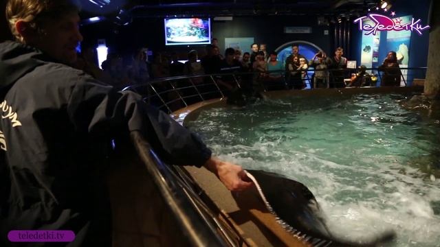 Акулий скат в океанариуме смотреть онлайн