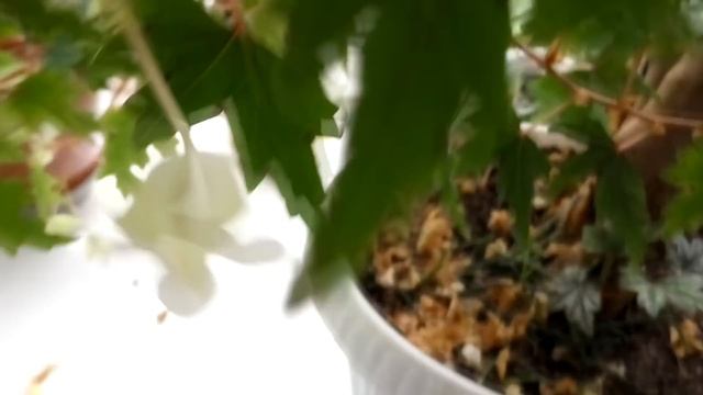 Бегония Каудексная Умница и красавица Уход и выращивание смотреть онлайн