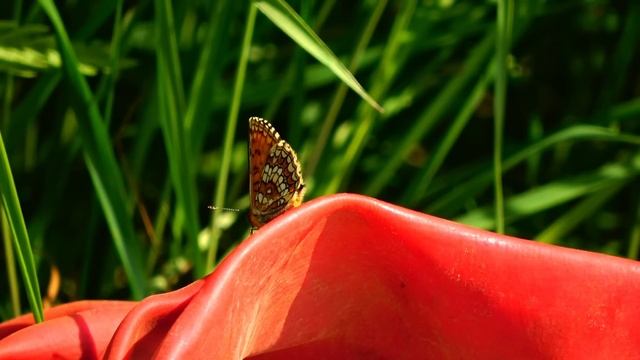 Один в лесу! Нашёл тракторную стоянку! Запчасти от Дт-75 повсюду! Обкатал новый Мотор Mikatsu 9.9 смотреть онлайн
