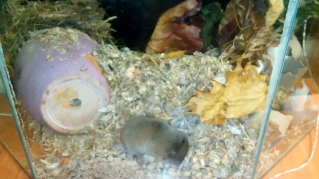 Жизнь необычных грызунов. Привычки слепушонка. Часть 2. Ellobius смотреть онлайн