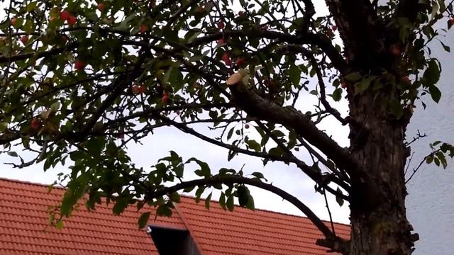 Райские яблочки. Яблоня Китайская. Китайка Яблоня китайская сливолистая. Paradise apples. смотреть онлайн