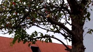 Райские яблочки. Яблоня Китайская. Китайка Яблоня китайская сливолистая. Paradise apples.