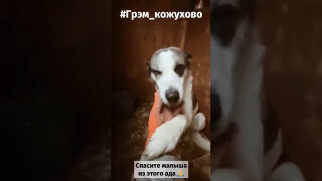 Грэм ищет дом. Возьмите собаку из приюта смотреть онлайн
