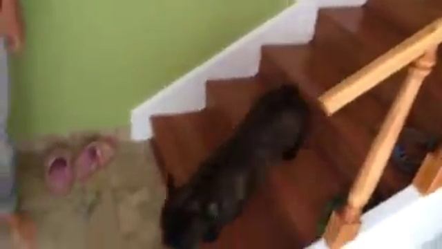 Маркос смешно спускается по лестнице смотреть онлайн