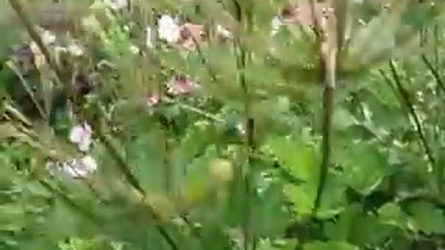 Анемона японская и колонновидная яблонька смотреть онлайн