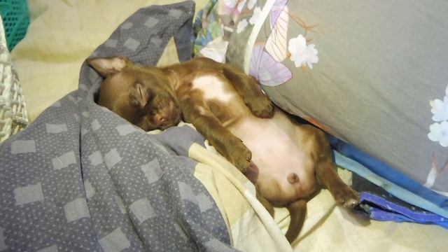 #ЧИХУА СПИТ ДАЙНЕРИС КАК ЧЕЛОВЕЧЕК КРОШЕЧНЫЙ#ПИТОМНИКМАРИМИСТИК#куплюминичихуа#шоколадногоокрасщено смотреть онлайн