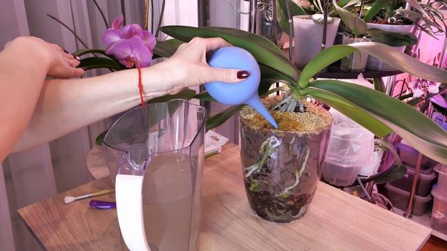 СТРАШНАЯ спора УБИВАЕТ микоризу гриба???!!! ЗАСЕЛЯЮ ЕЕ В ГОРШОК С УДОВОЛЬСТВИЕМ! ПО НЕОБХОДИМОСТИ! смотреть онлайн