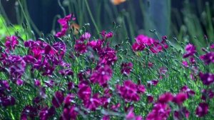 Прекрасный летний день на цветочном поле, АСМР. Лёгкий шум ветра, кузнечики и пение жаворонка.