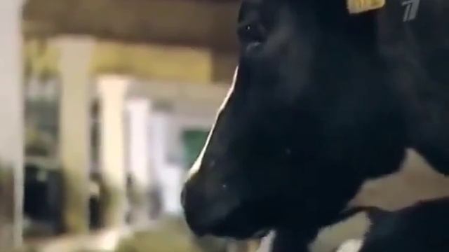 Приятного курения! В сигаретах имеется в избытке МОЧА КОРОВЫ! смотреть онлайн