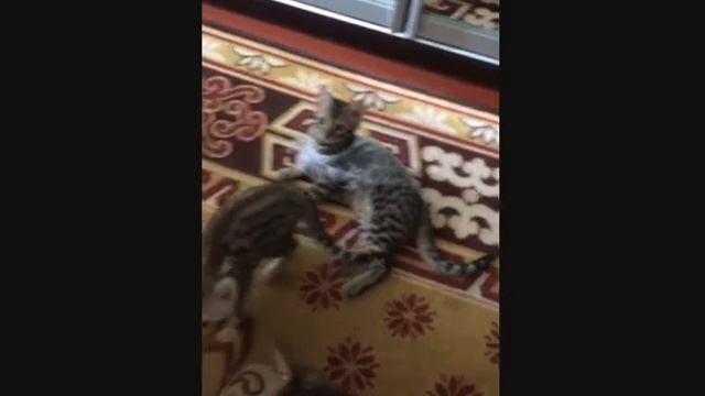 Бенгальские котята / Bengal kittens смотреть онлайн