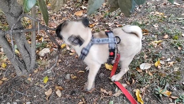 Мопс Беляш | Игнорирует котов | Играет с собаками | Носит палки | Демонстрирует новую команду смотреть онлайн