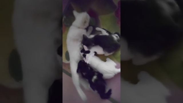 Кошка кормит котят. Время кормления котят турецкой ангоры смотреть онлайн