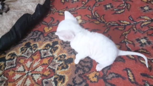 Котята корниш рекс 22.03.17г смотреть онлайн