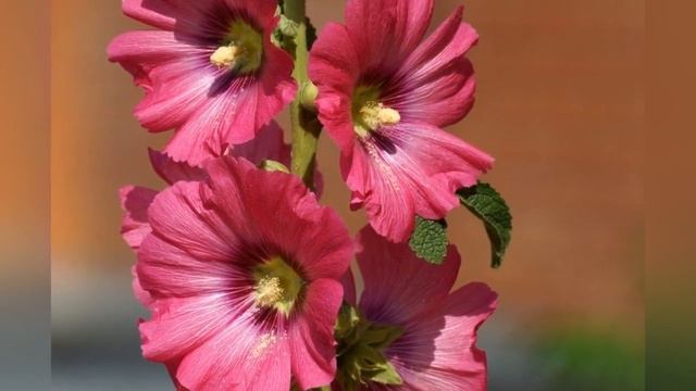 ШТОК-РОЗА, или МАЛЬВА (ALCEA) сем. Мальвовые смотреть онлайн