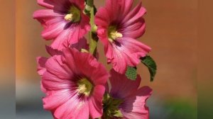 ШТОК-РОЗА,  или МАЛЬВА  (ALCEA)  сем. Мальвовые