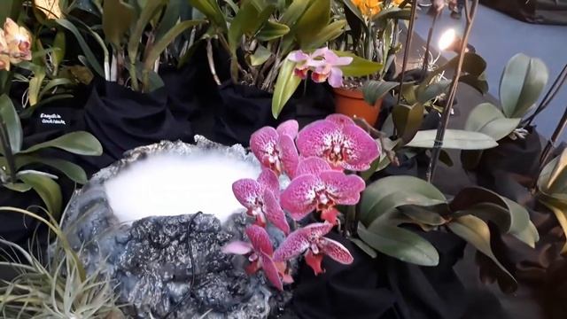 Выстака орхидей 2019 в Сопоте, Польша. Exhibition of orchids in Sopotn, Poland. Wystawa storczyków смотреть онлайн
