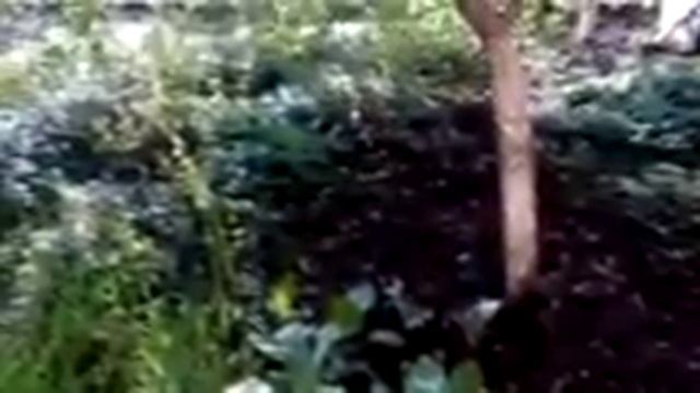 Вызов Пикового Туза смотреть онлайн