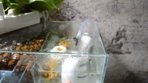 Верхний самп в аквариуме с дискусами