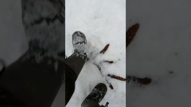 Поиск рогов лося 2021 смотреть онлайн