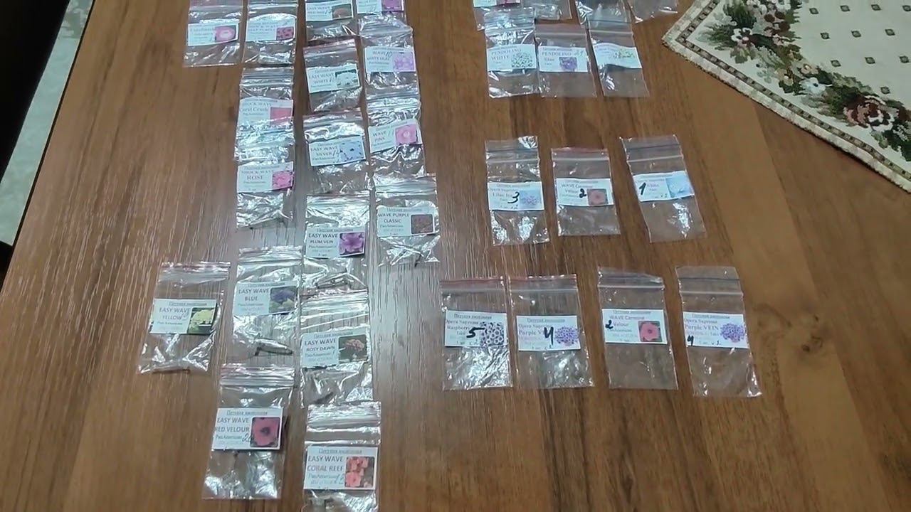 Какие сорта ампельной петунии выращиваю в этом году. Обзор рассады петунии Обзор семян . смотреть онлайн