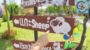 Зоопарк, миньоны, крокодилы, старая машина и футболка Minecraft. МанкиТайм в Таиланде