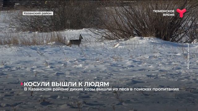 Дикие козы вышли из леса в поисках пропитания смотреть онлайн