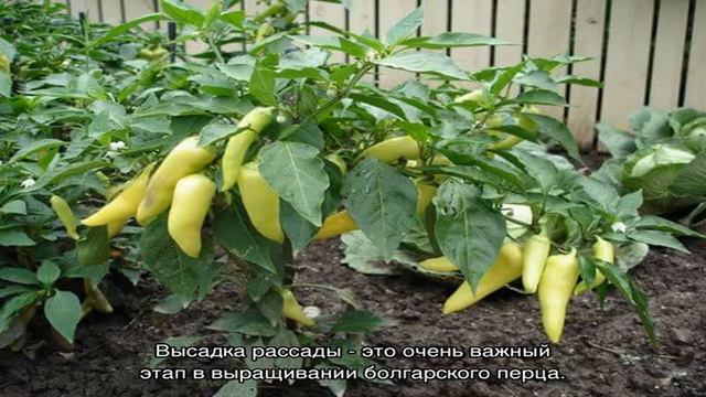 Как правильно высаживать рассаду перца в открытый грунт смотреть онлайн
