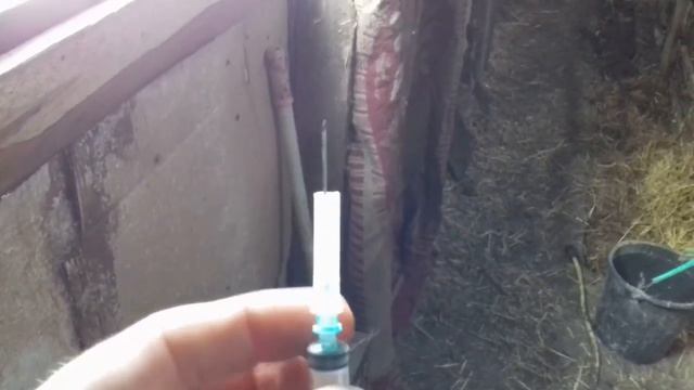 Поросятам 4 дня. Ставим железо и витамины. Как делать уколы маленьким поросятам. смотреть онлайн