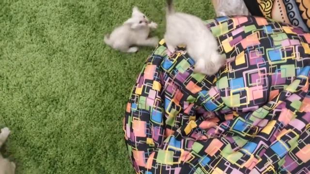Снежный бенгал котята смотреть онлайн